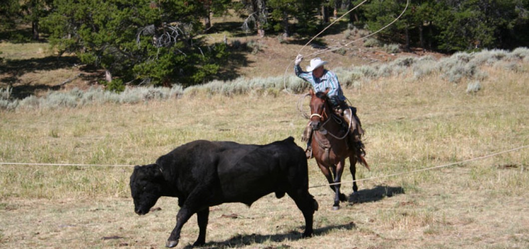 Montana (48)